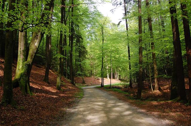 Volčji Potok Arboretum